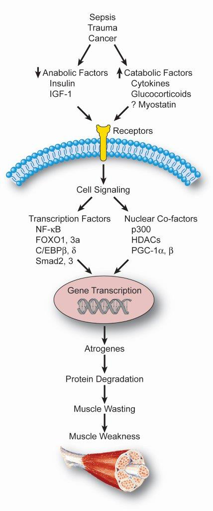 Muscle wasting induced by sepsis, trauma, and cancer, is regulated by multiple factors, including changes in the levels of anabolic and catabolic mediators, intracellular signaling pathways, transcription factors and nuclear co-factors. These factors work in concert to increase the expression and activity of the atrogenes atrogin-1 and MuRF1 resulting in ubiquitination and proteasome-dependent degradation of muscle proteins. The loss of muscle mass results in weakness with significant clinical consequences. (Reprinted from Clin Rev Clin Lab Sci 48: 71-86, 2011)